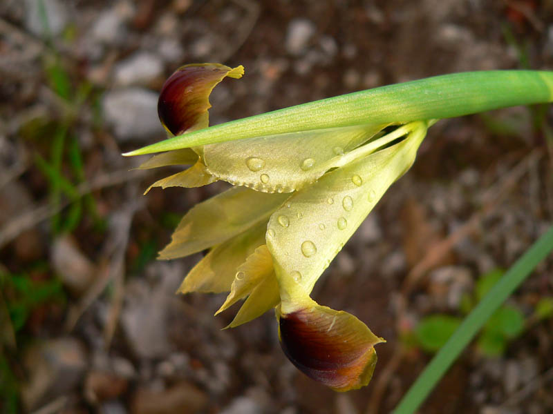 Hermodactylus tuberosus e Iris lutescens